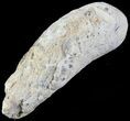 Fish Coprolite (Fossil Poo) - Kansas #49351-2
